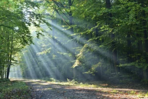 Professional Carers Network - blog - Attending Funerals as a Carer: A Tribute to the Bonds We Build